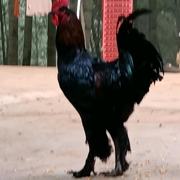 彝家毛脚土鸡3541707138