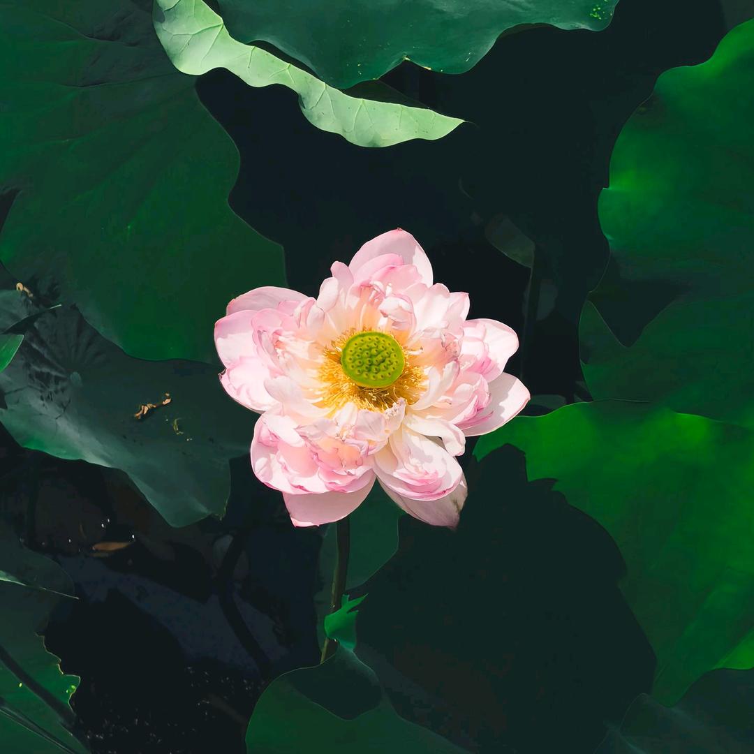 少轶