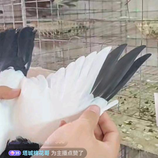 断，舍，离