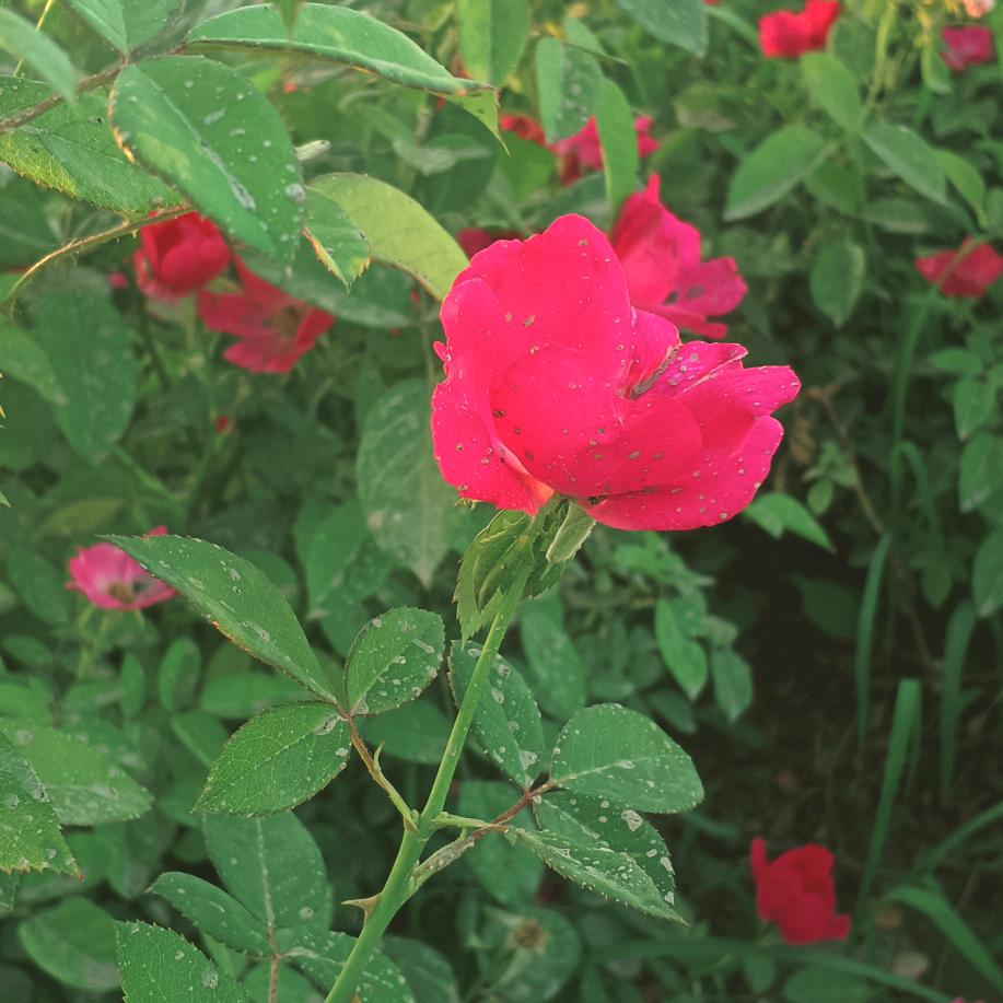 雾里看花