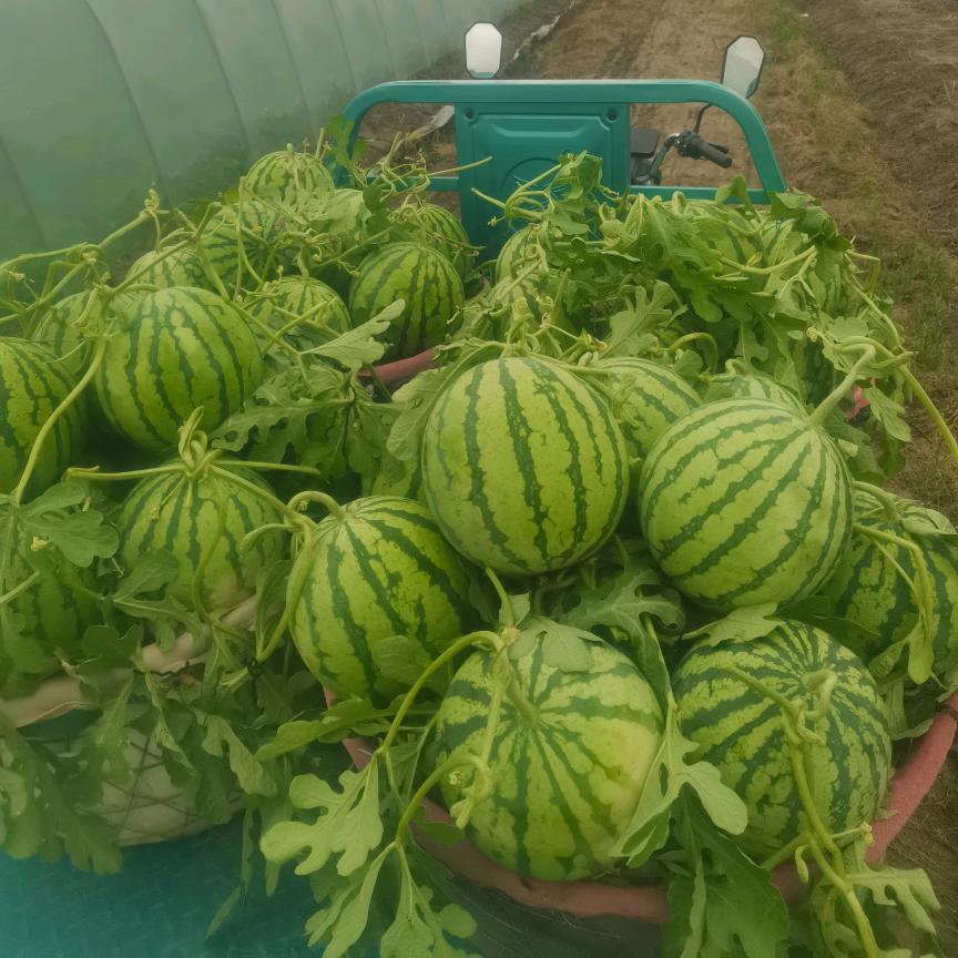 大棚西瓜种植 吴佳伟