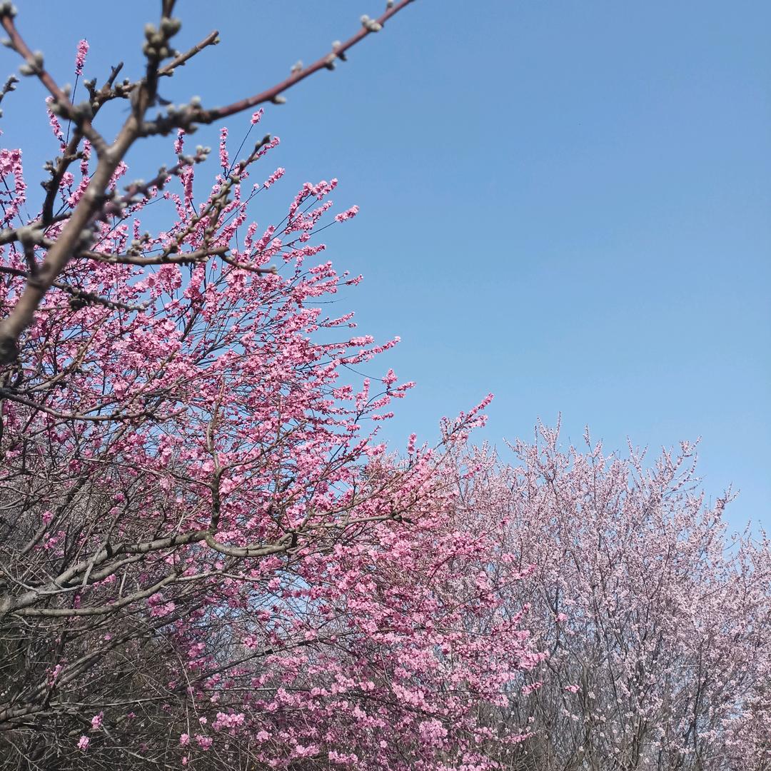 🌈沧海一粟🌲🌲