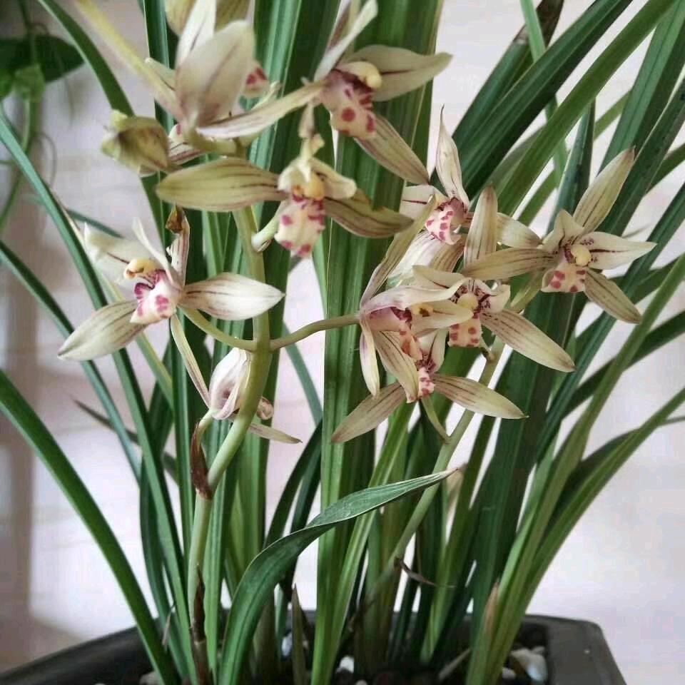 ❄️❄️雪❄️❄️