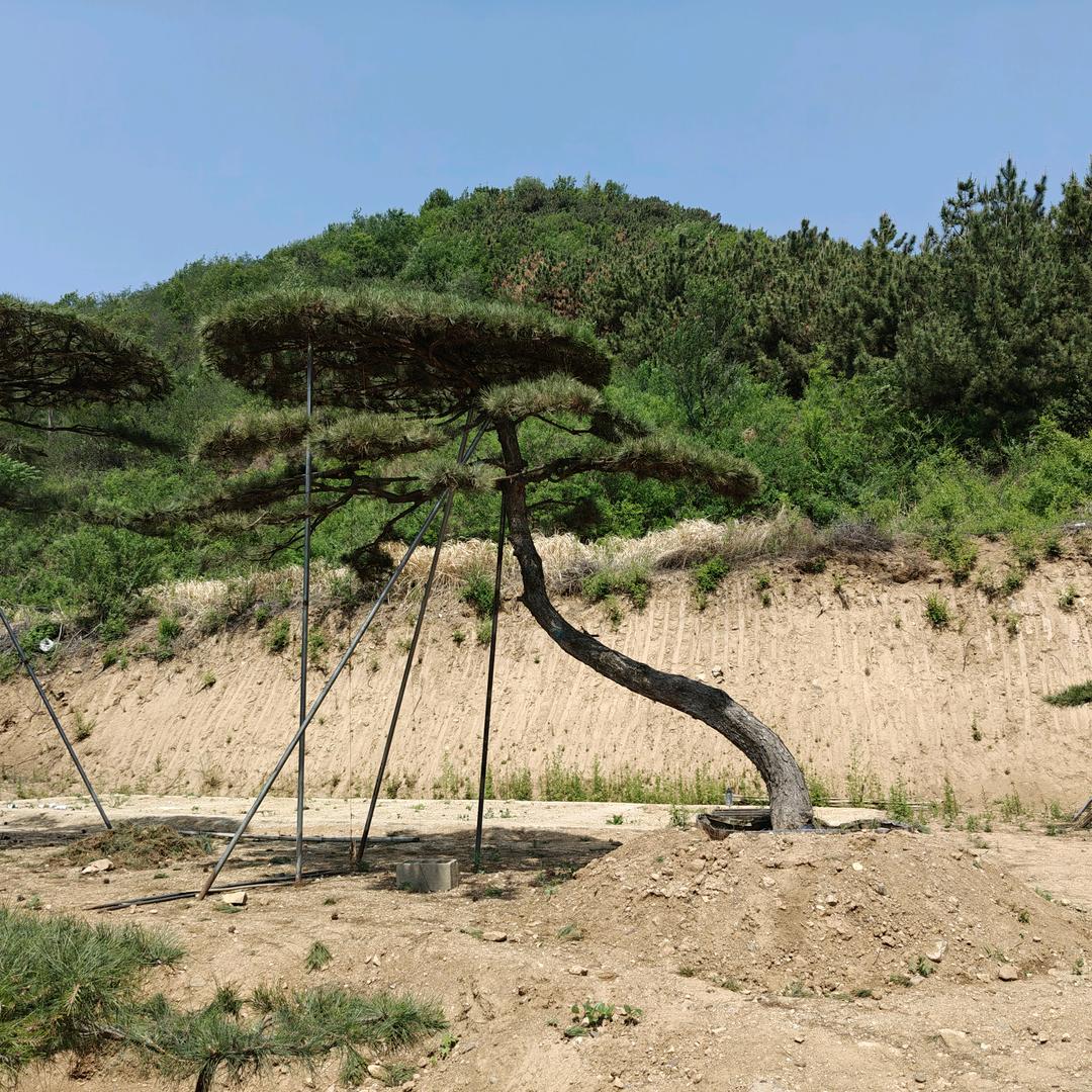 景观松造型松