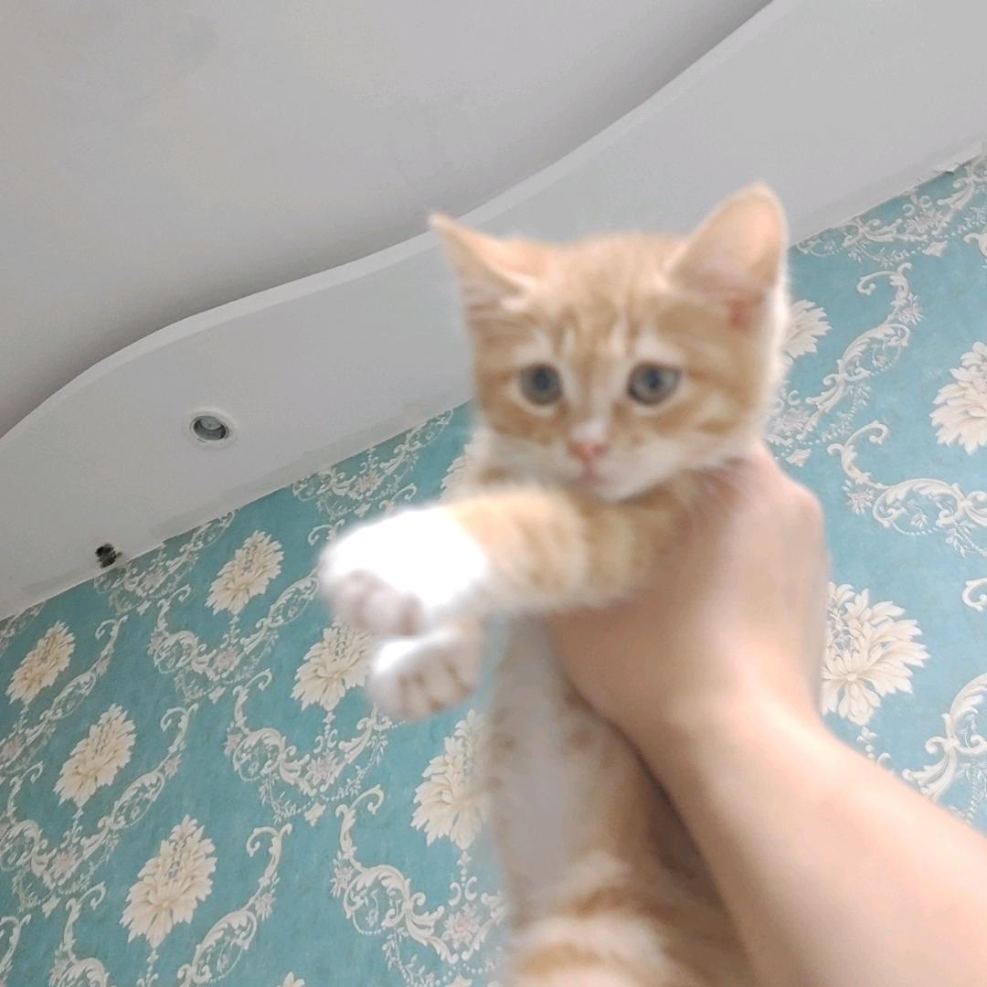 鹿晴晴