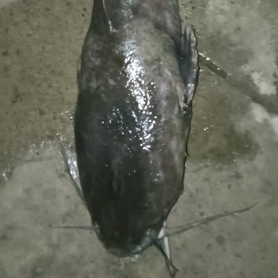 钓鱼人