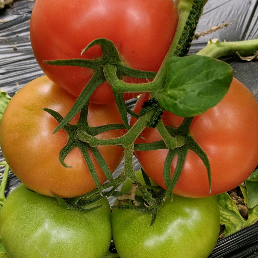 北屯西红柿（刘志强）