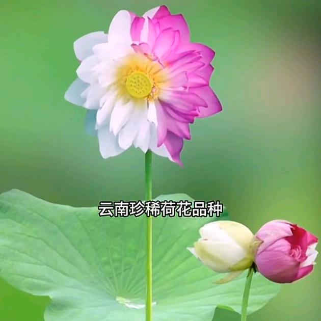 勇敢的人！先享受世界！🇨🇳