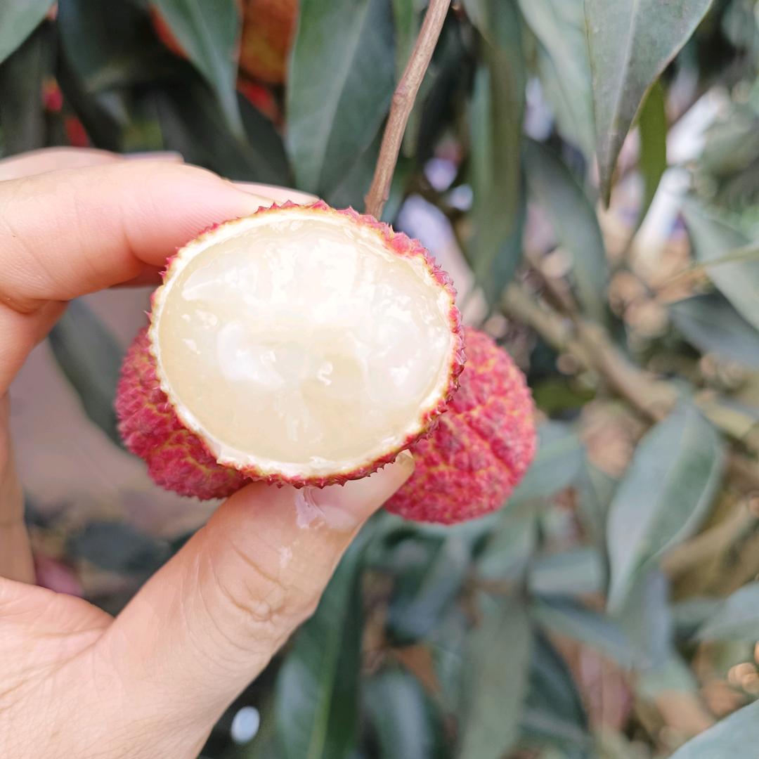 库选广荣信果树苗木专卖店