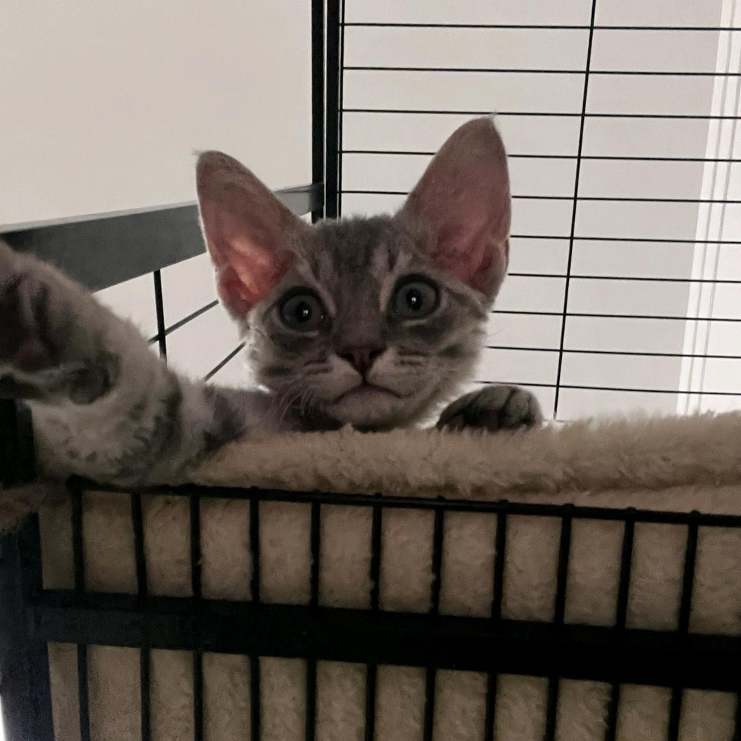 花卷和蛋挞🐱