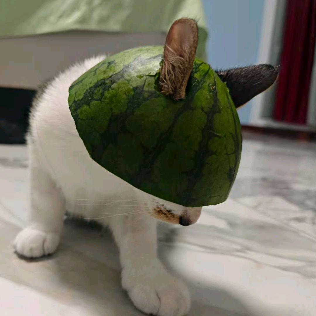 刘当当