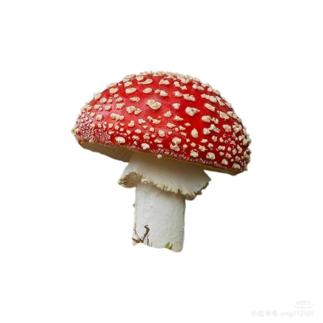 魔菇侠fenfen酱