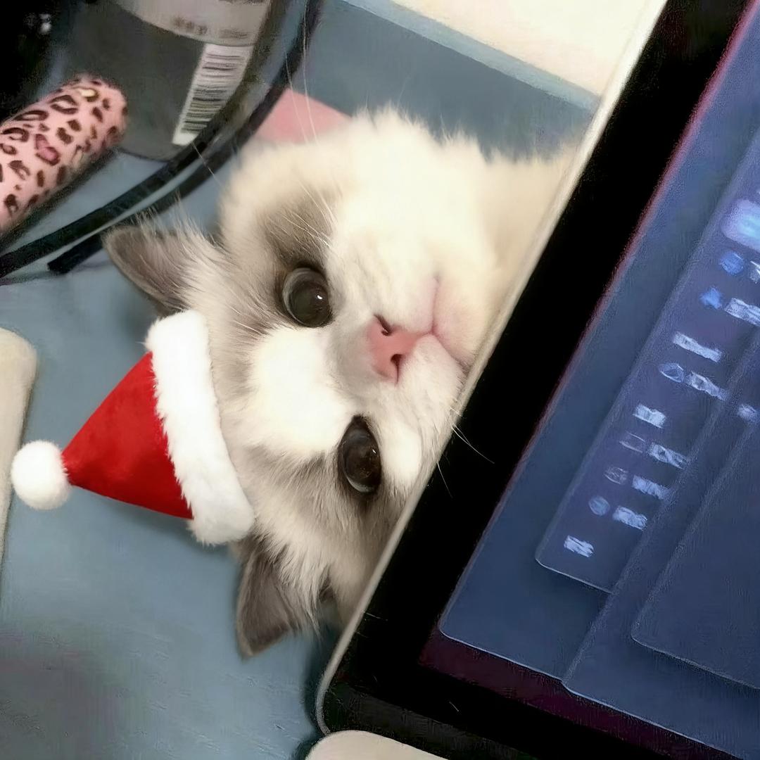 拧巴小猫🐱