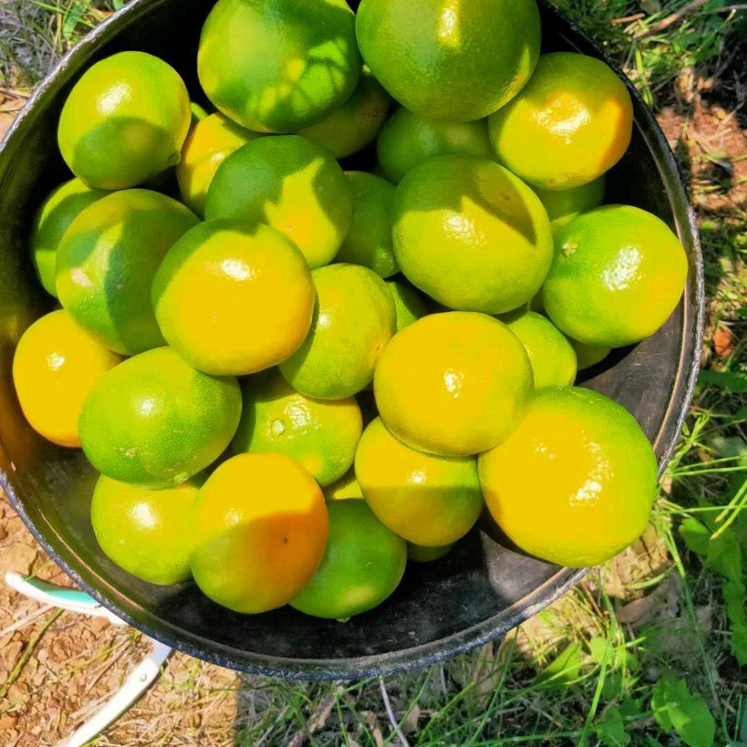 依咪聪柑橘种植与销售