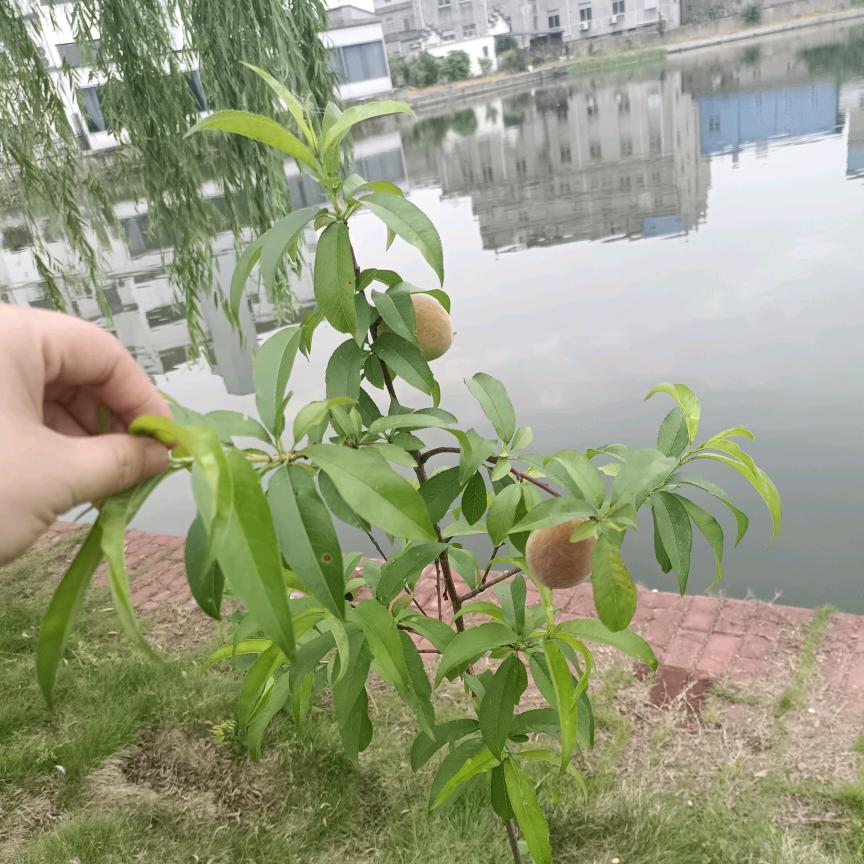 巴卡玛卡木