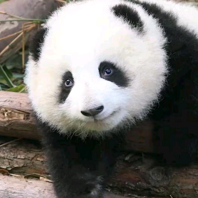 熊猫团子🐼