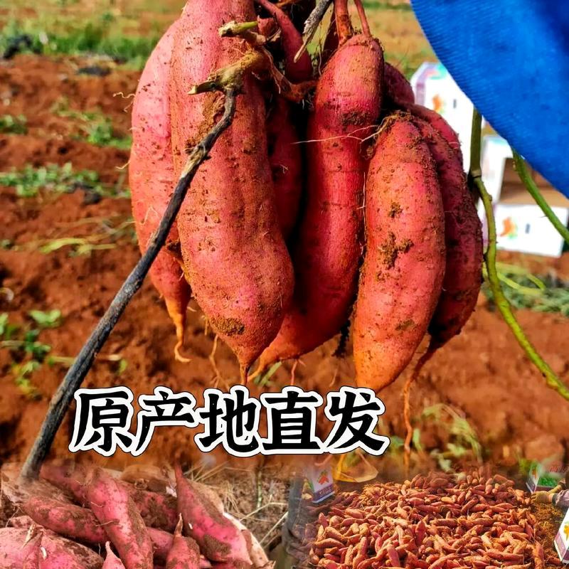 云小薯农产品