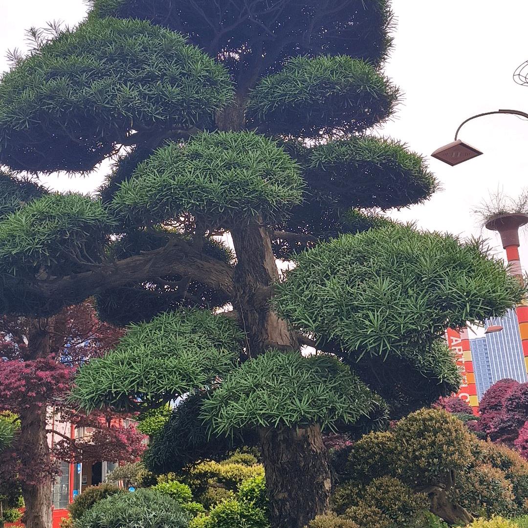 情倾一生