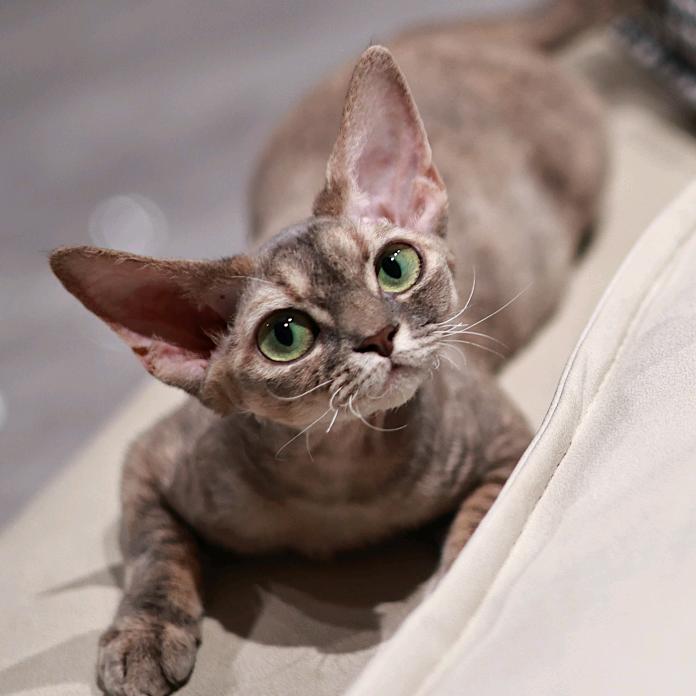 李婆婆的德文卷毛猫