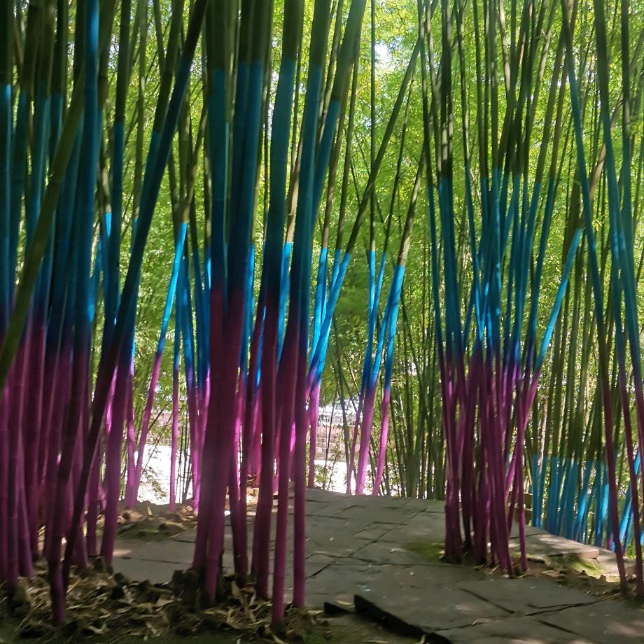 🌺 ꧔ꦿ傻丫头᭄💞