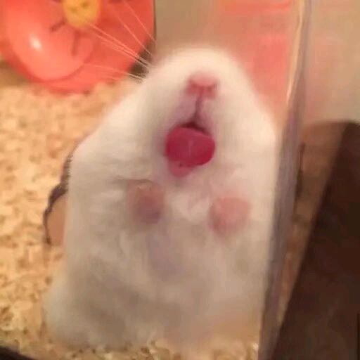 泡泡