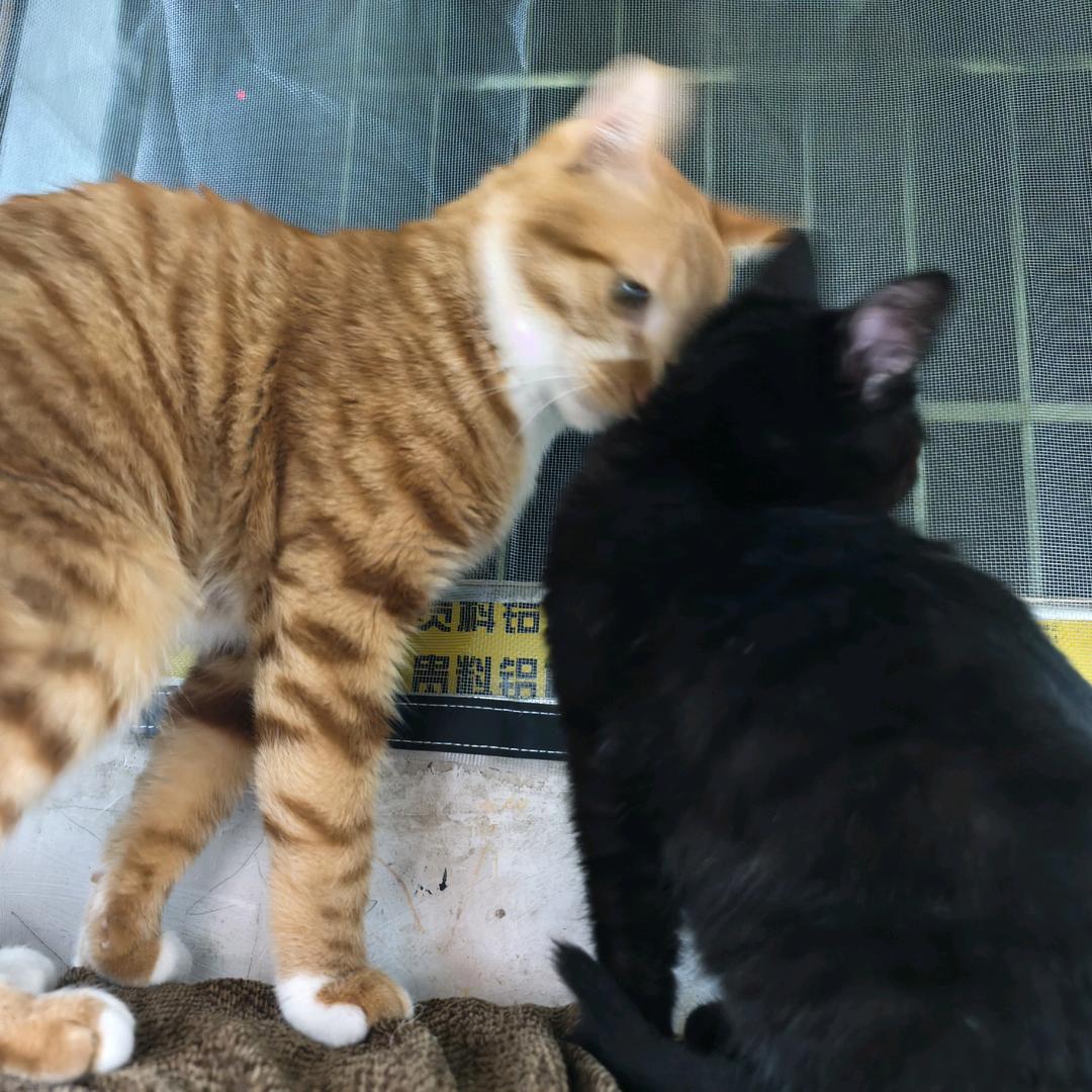 AAA猫屎集团_罗孔得&三千万