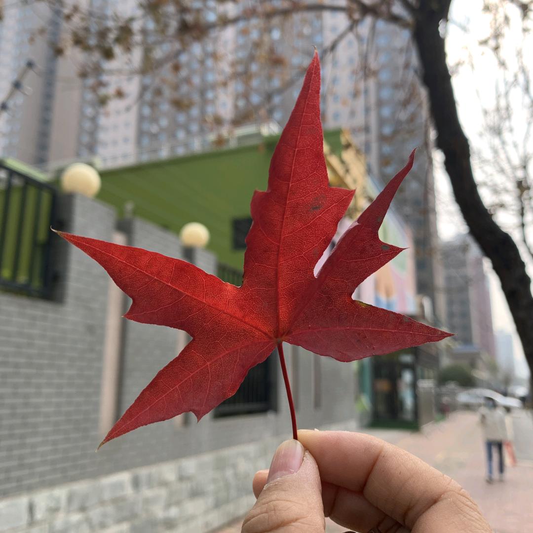 杜红家