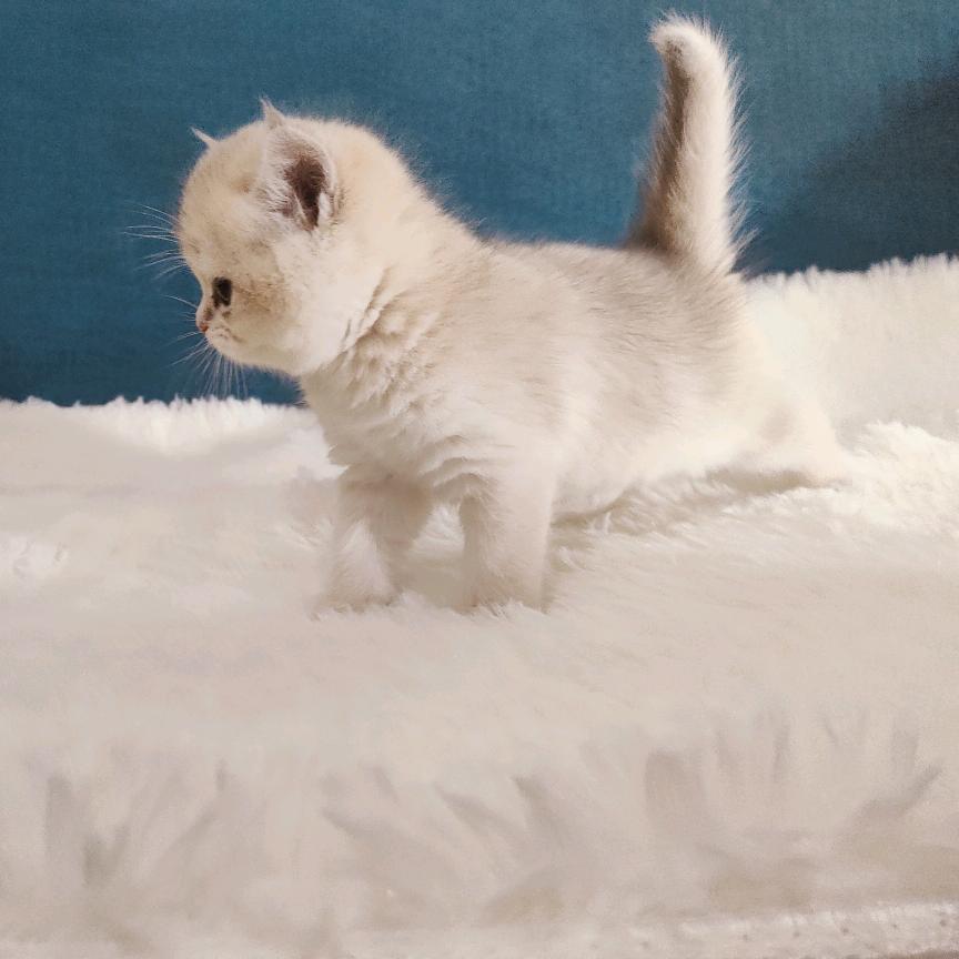 🐦🐦🐦(买猫私)