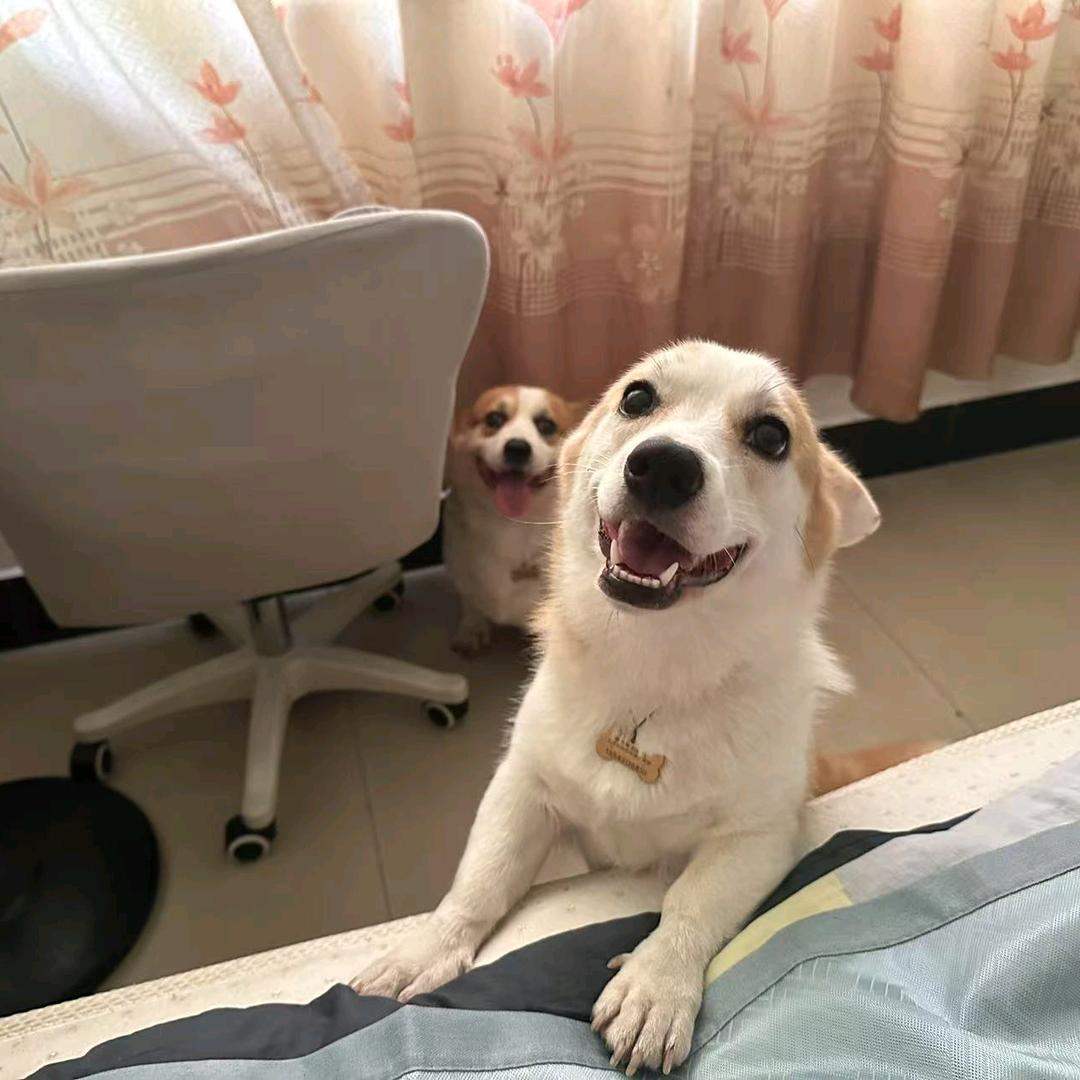 我家两只傻狗