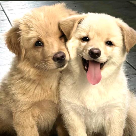 時來運轉🐾