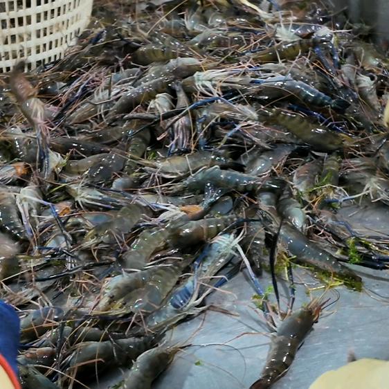 珠海渔跃食品精选