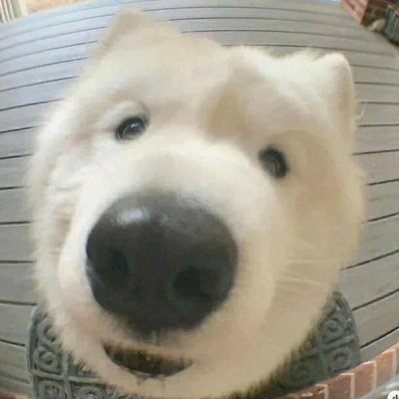 AAA玉黄大弟头像