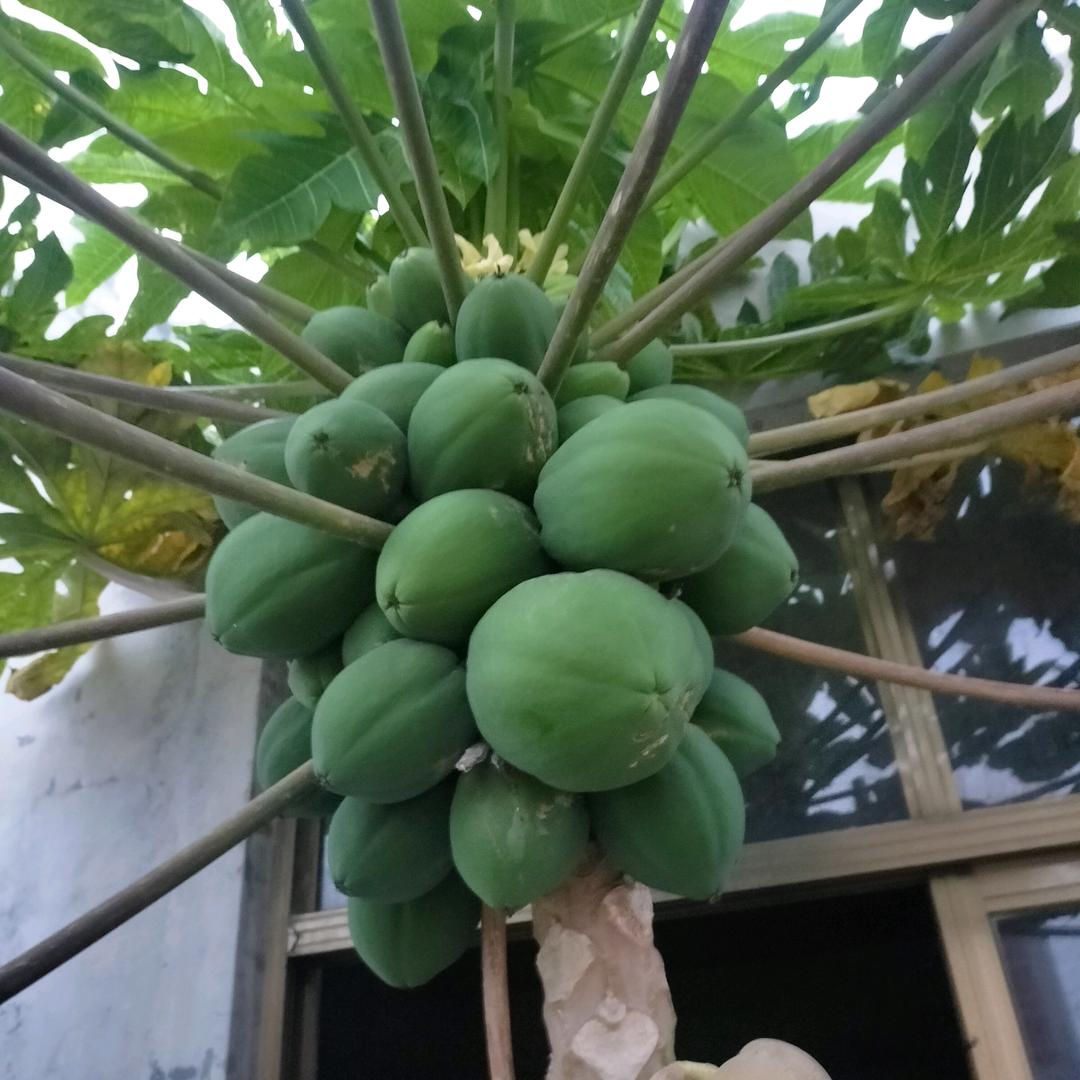 金海包装一体彩箱
