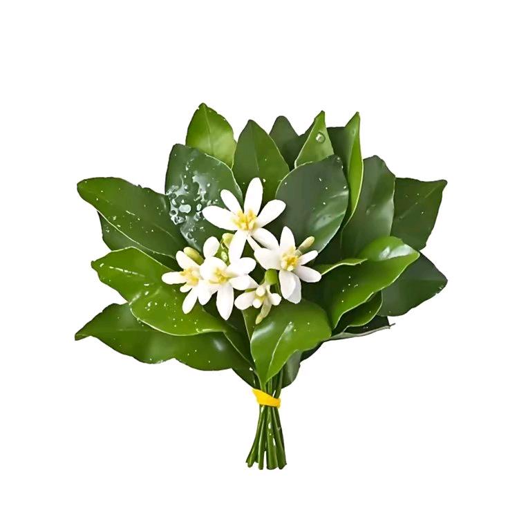 爱晓佳的小说💞