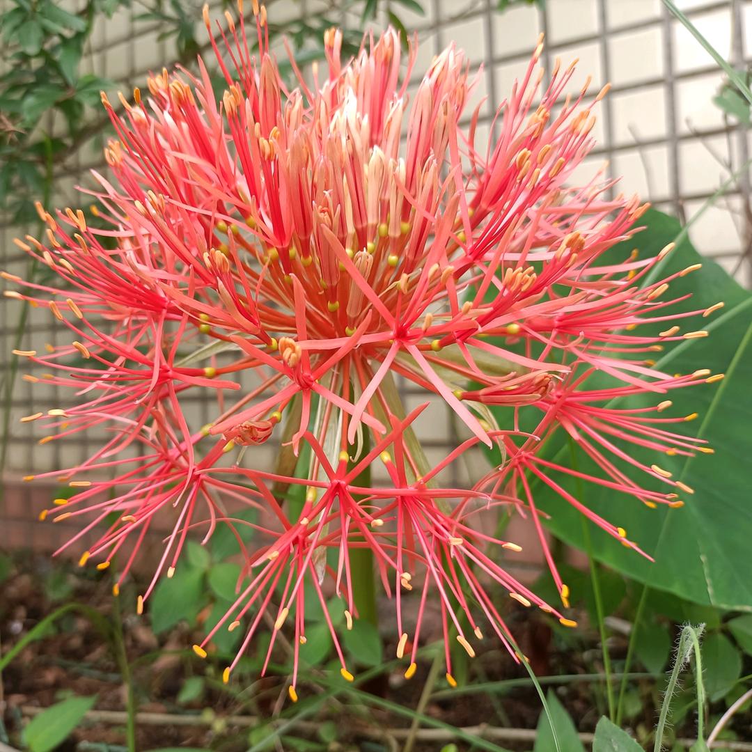 向阳花