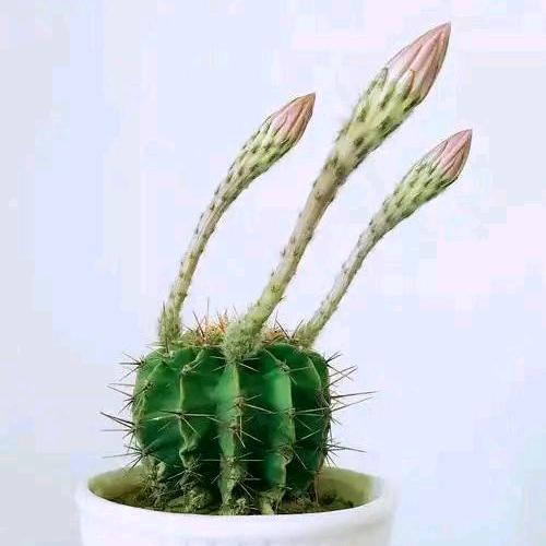 茉莉花