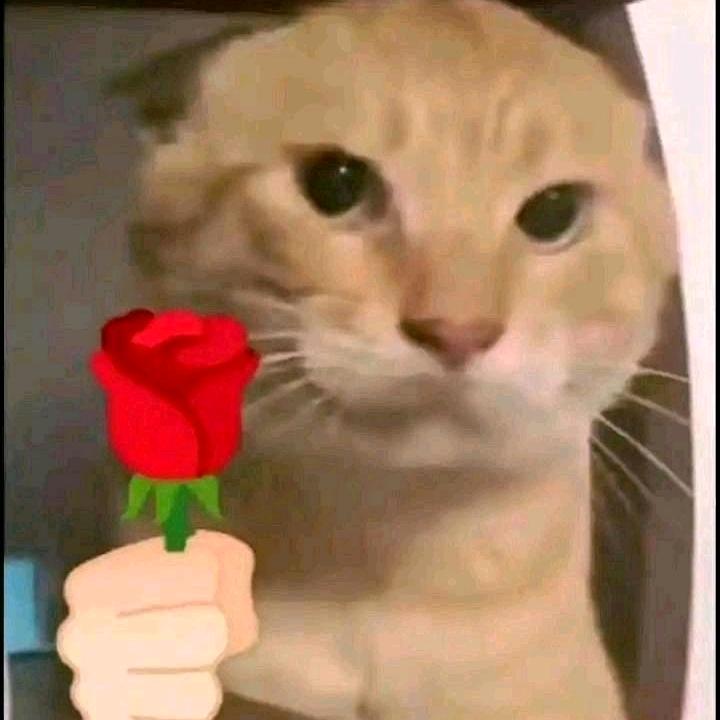 庆·宇宙无敌霹雳暴龙发型师·雨