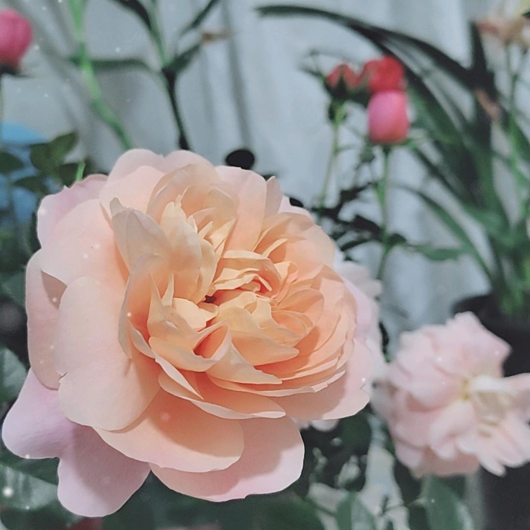 雾里看花