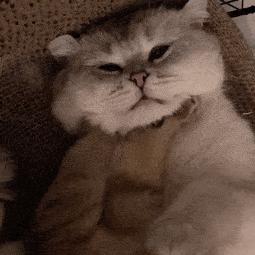 想去飞翔的猫猫