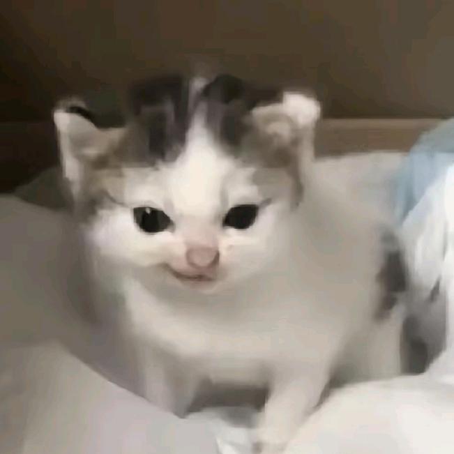 tvt