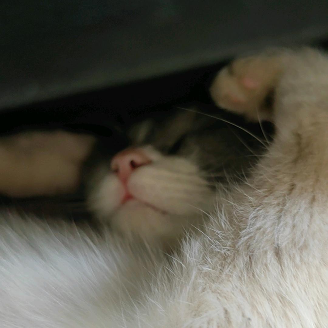 修猫🐈