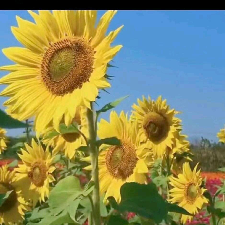 人生若只如初见