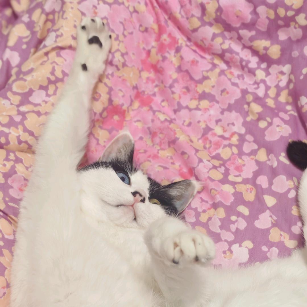 🌈是开心呢🌈