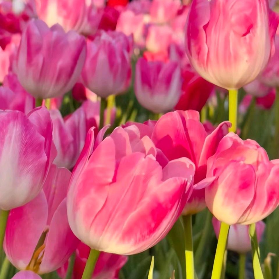 做百年古树好茶，生态茶