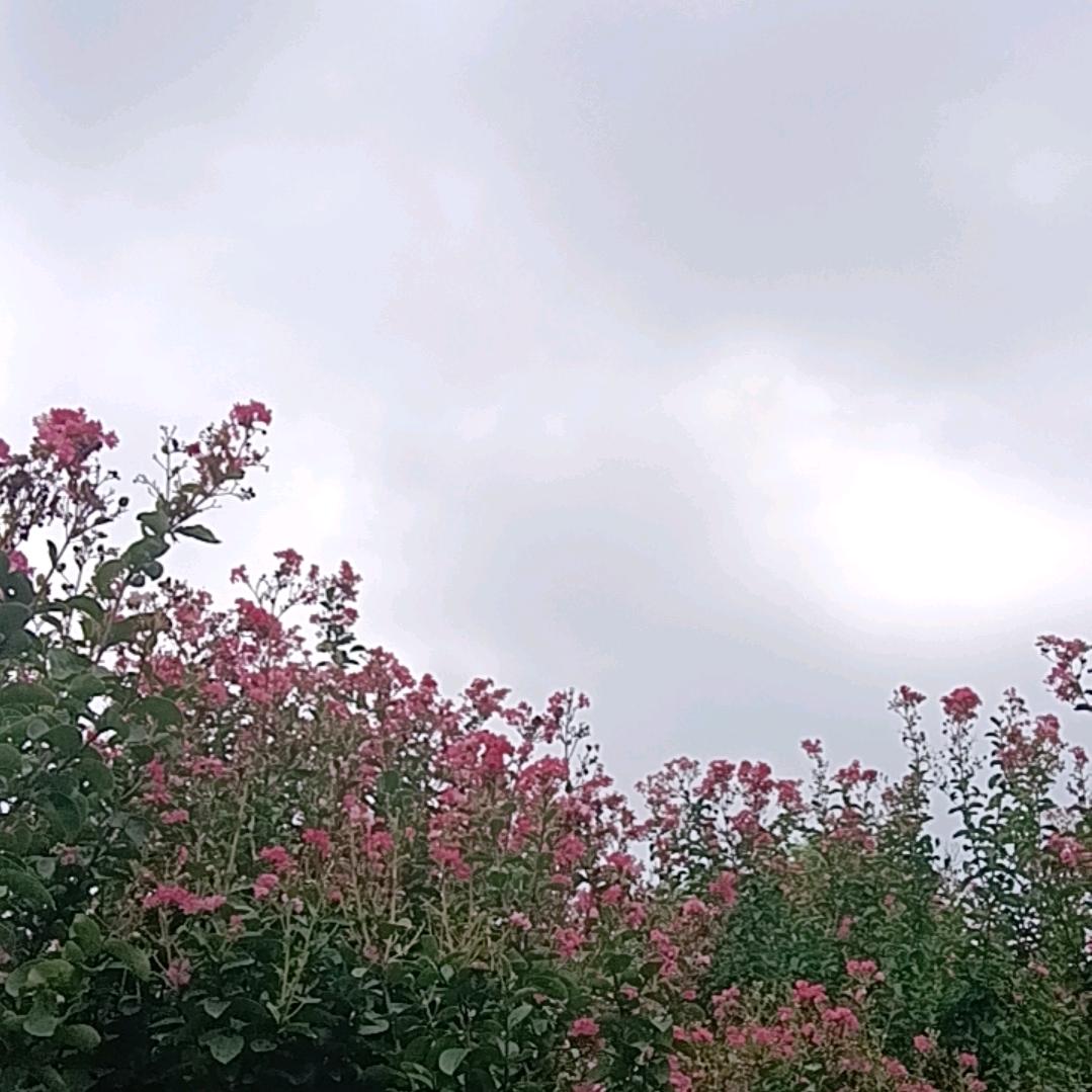 静悟