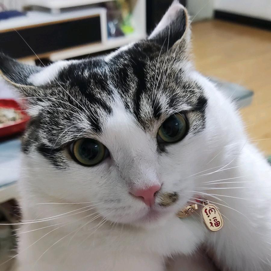 一坨三点猫
