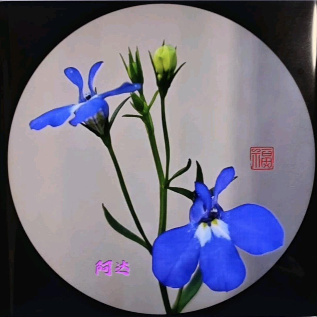 阿达