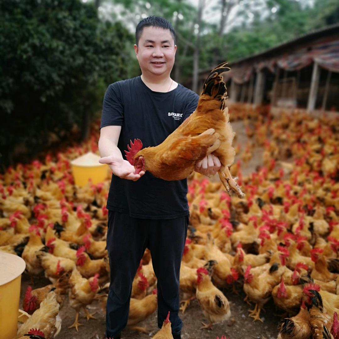 广西玉林.悦哥肉鸡销售