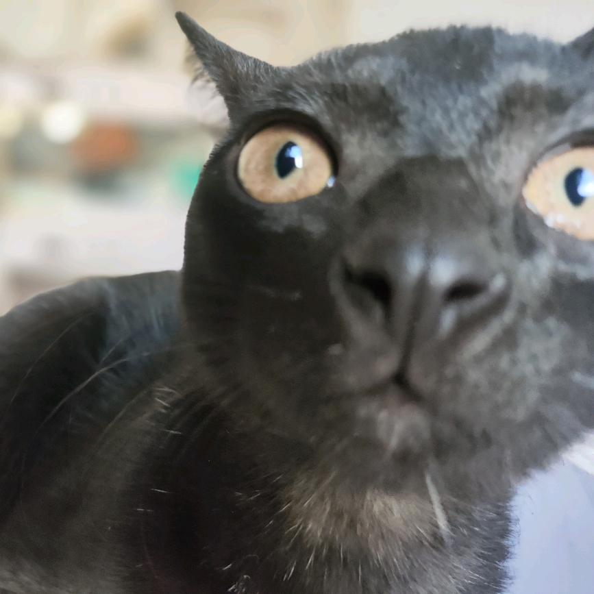 只有抚养权的猫～