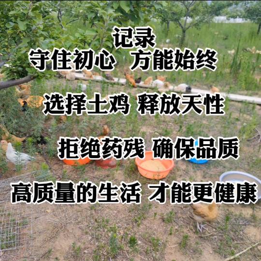 清凉山下咯咯蛋（脚踏实地）